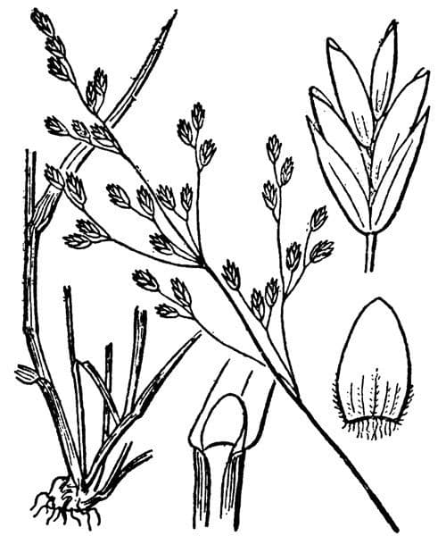 Blaugrüne Grannen-Rispengras 23