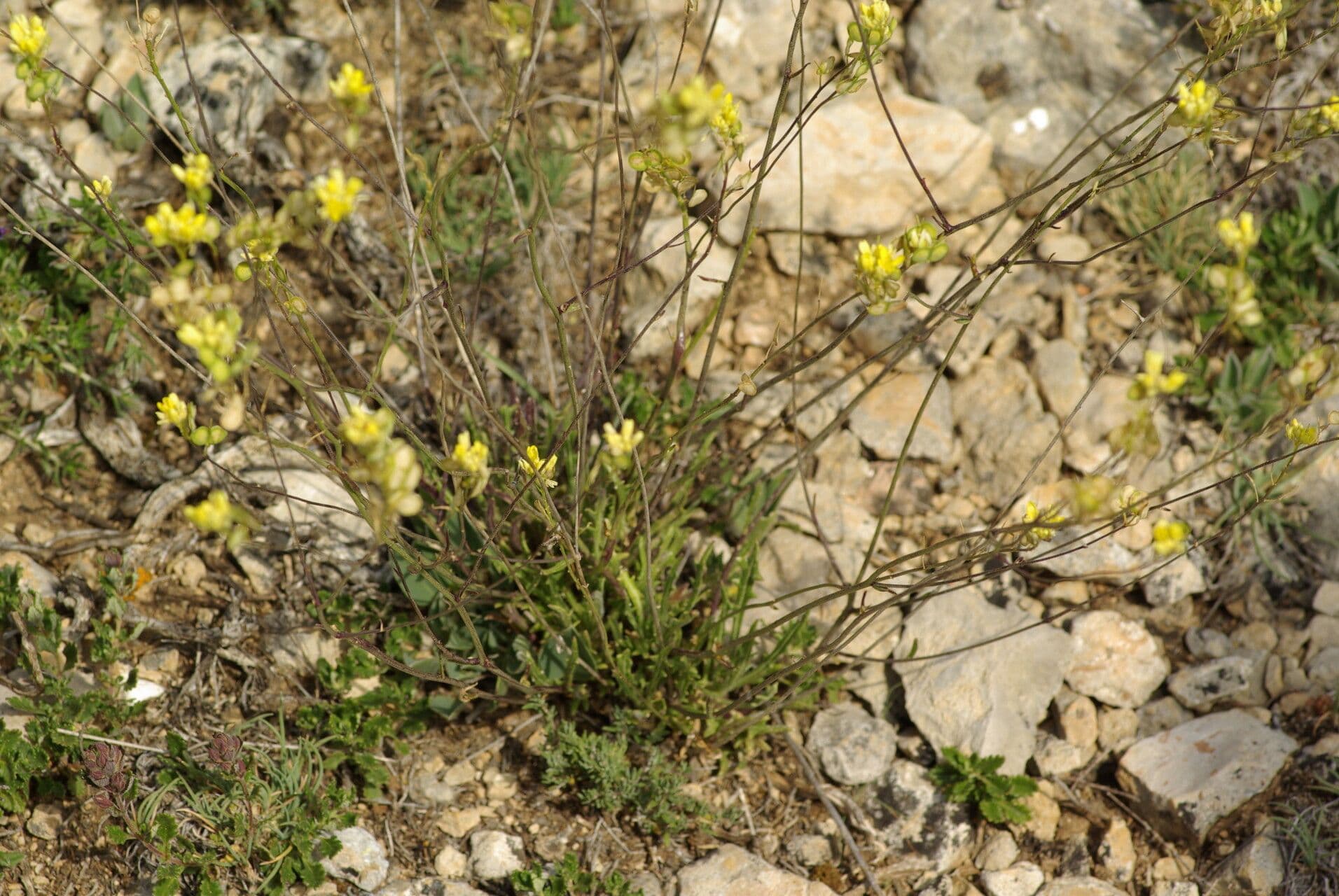 Biscutella valentina 12