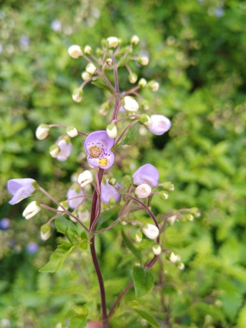 Jovellana viola 4