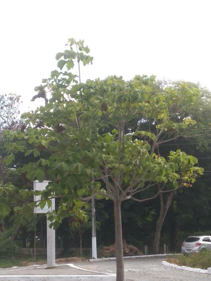 Sterkúlia bezkvetá 11