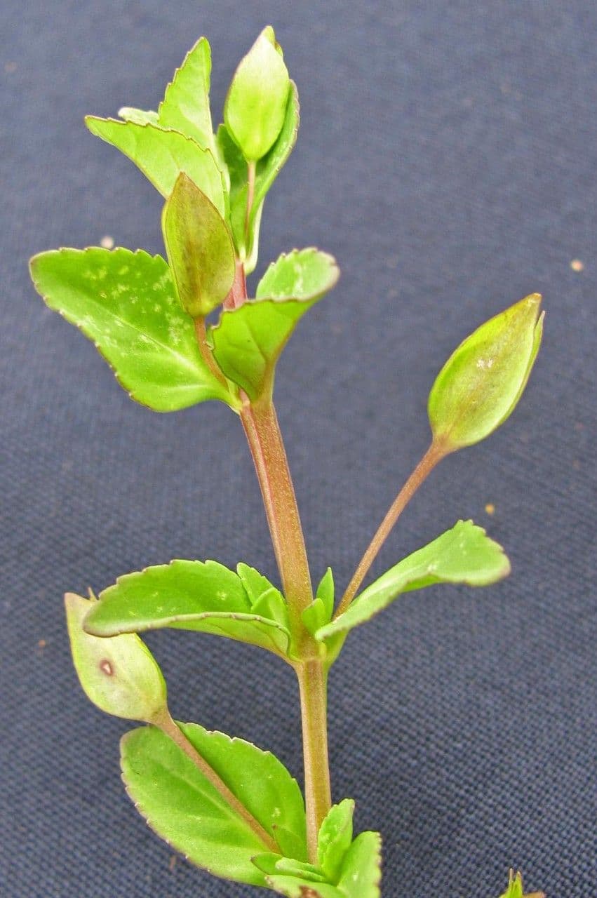 Mecardonia procumbens 18