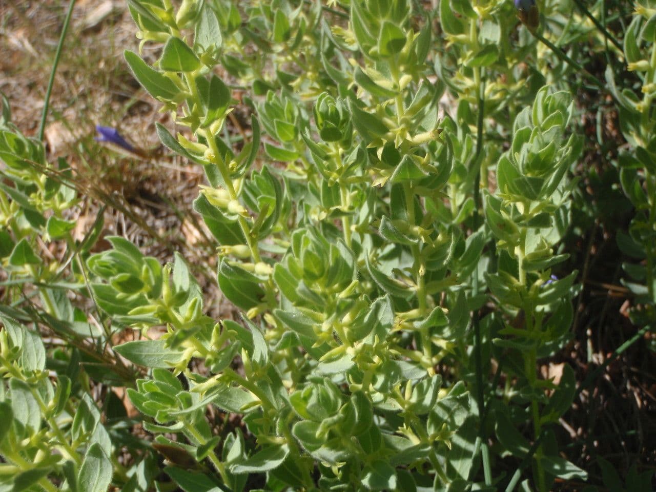 Thymelaea sanamunda 9
