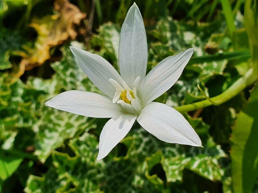 Ornithogale branchu 8