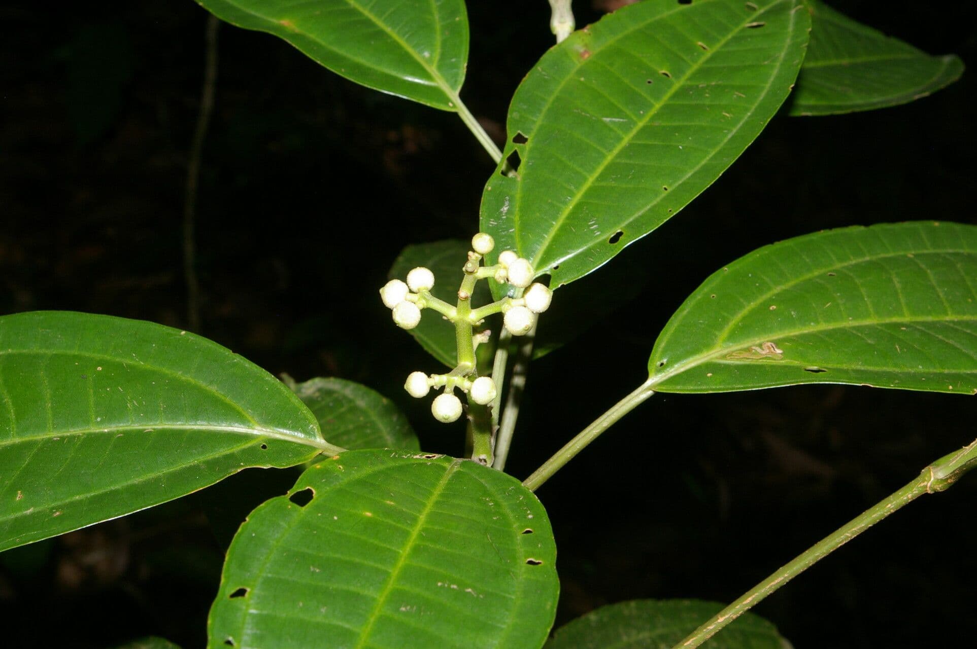 Miconia cooperi 11