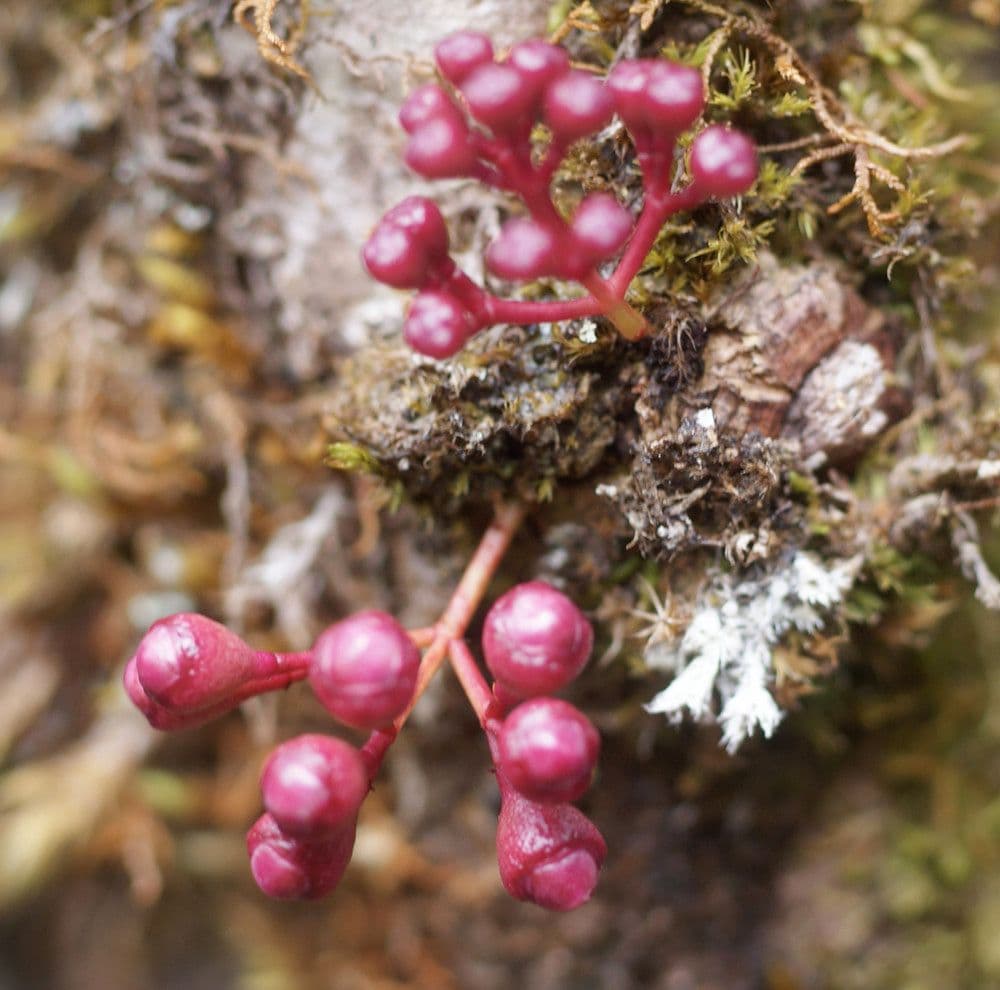 Syzygium 6