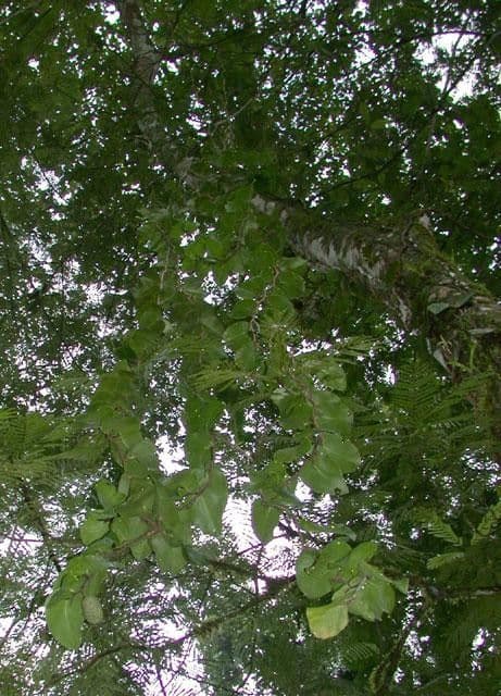 Monstera 4