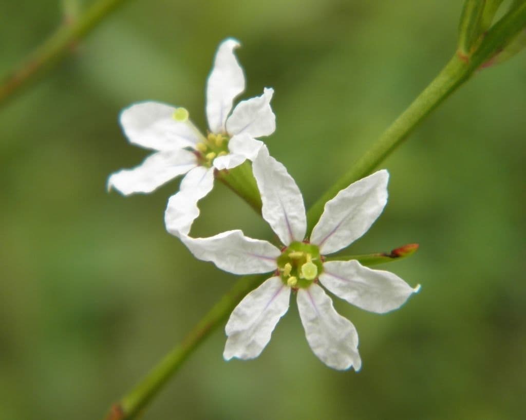 Salcerella lineare 3
