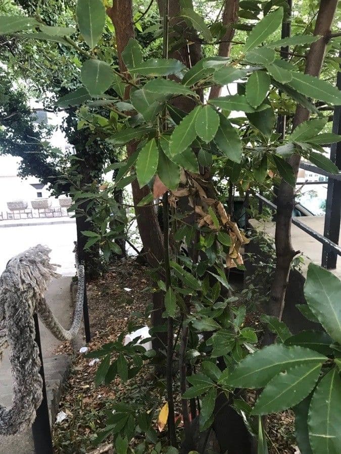 Laurel 11