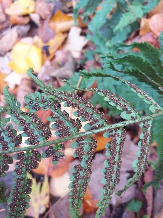 Dryopteris 2