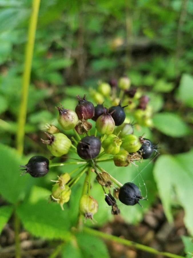 Aralia a stelo nudo 3