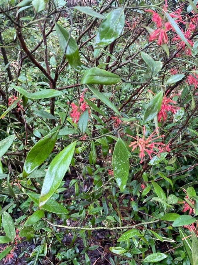 Rhyolith-Grevillea 6