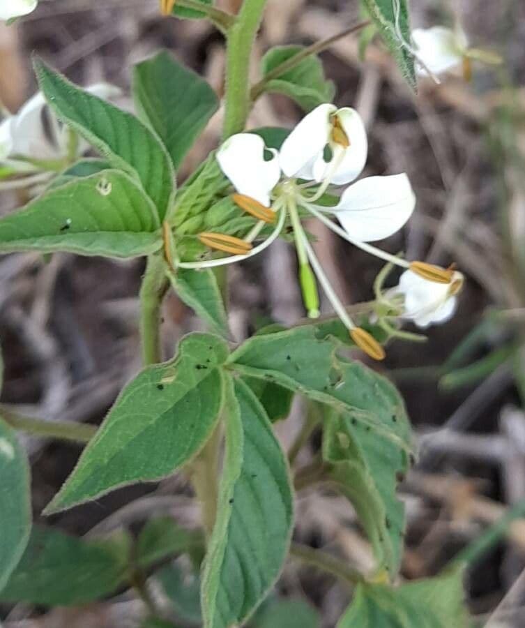 Fiore ragno spinoso 7
