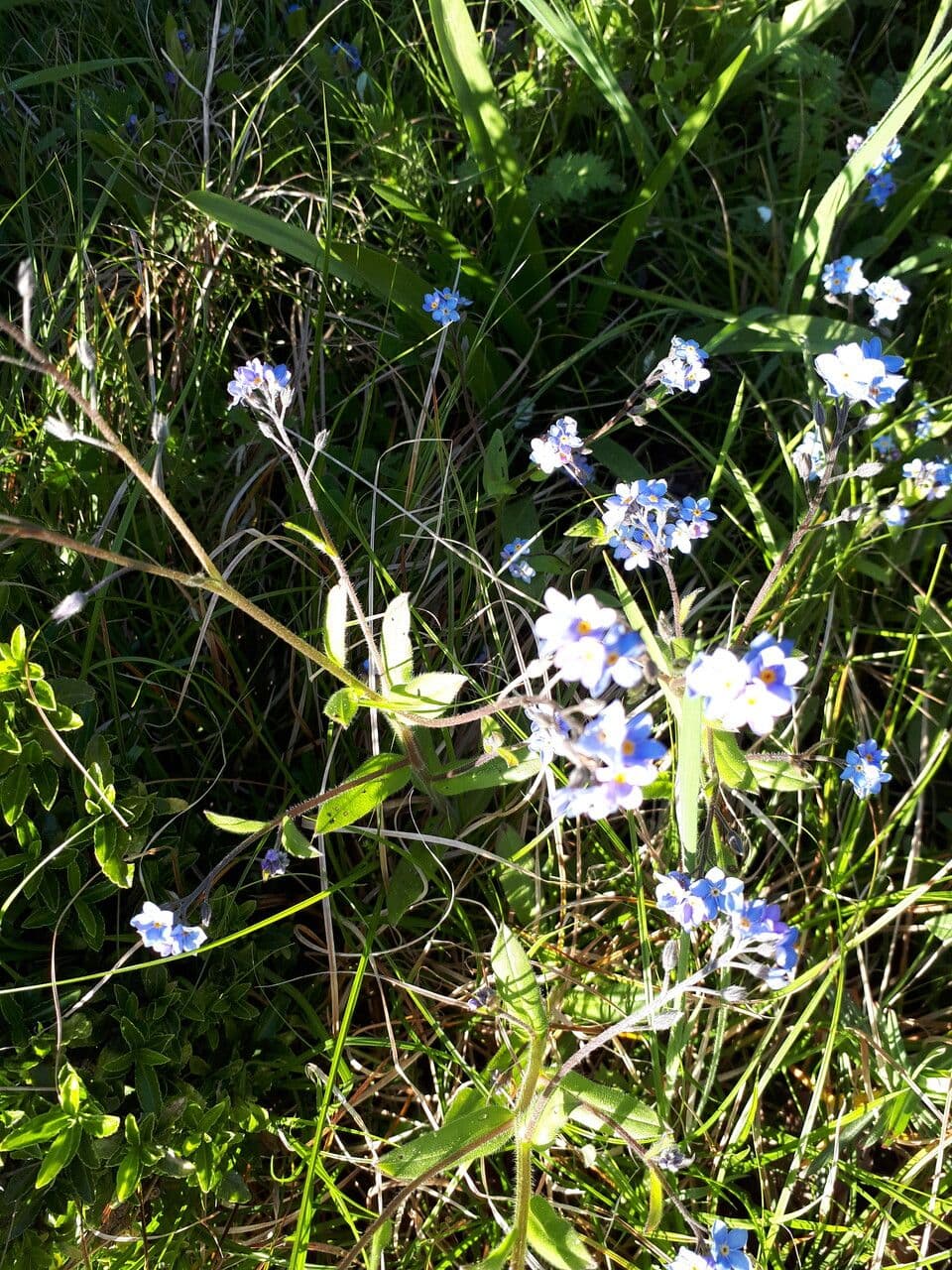 Myosotis asiatica 2