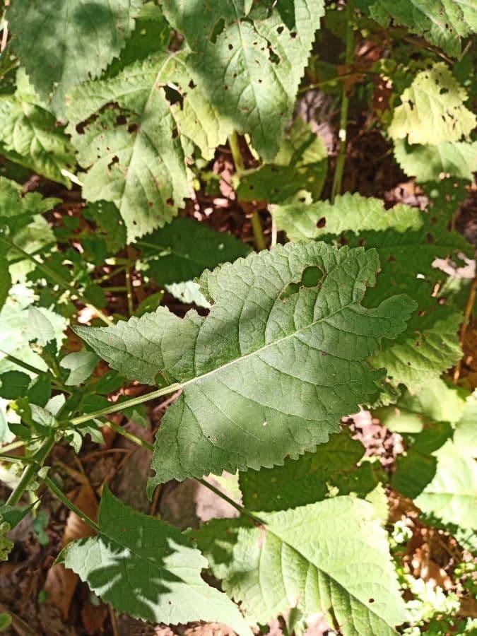 Salvia vischiosa 20