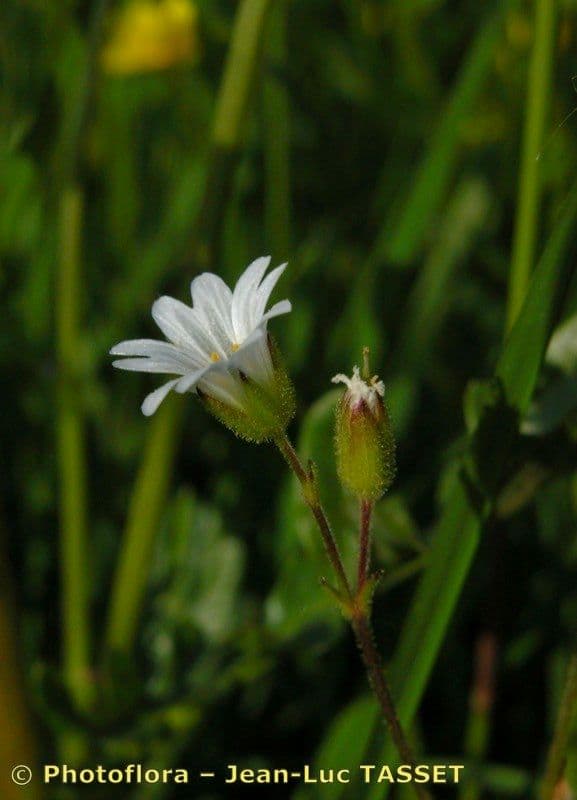 Cerastio dubbioso 4