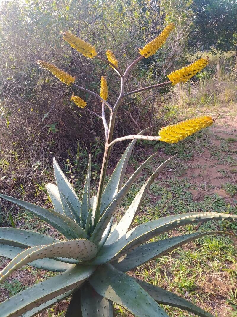 Transvaal-Aloe 2