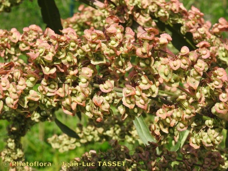 Krause-Sauerampfer 10