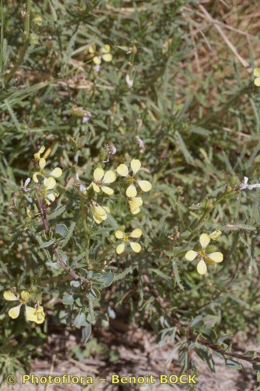 Vella 9