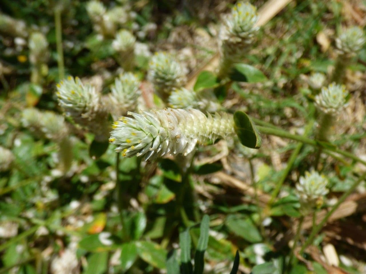 Gomphrena