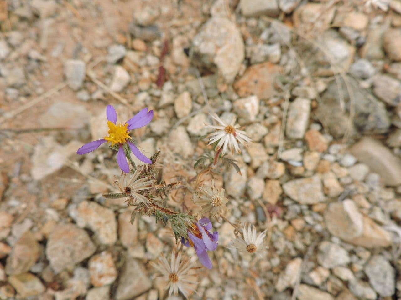 Machaeranthera 3