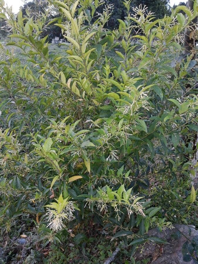 Cestrum nocturno 14