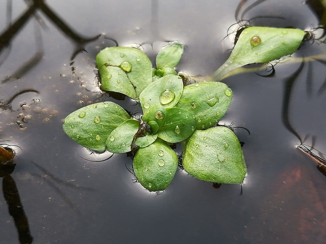 Teich-Wasserstern 20