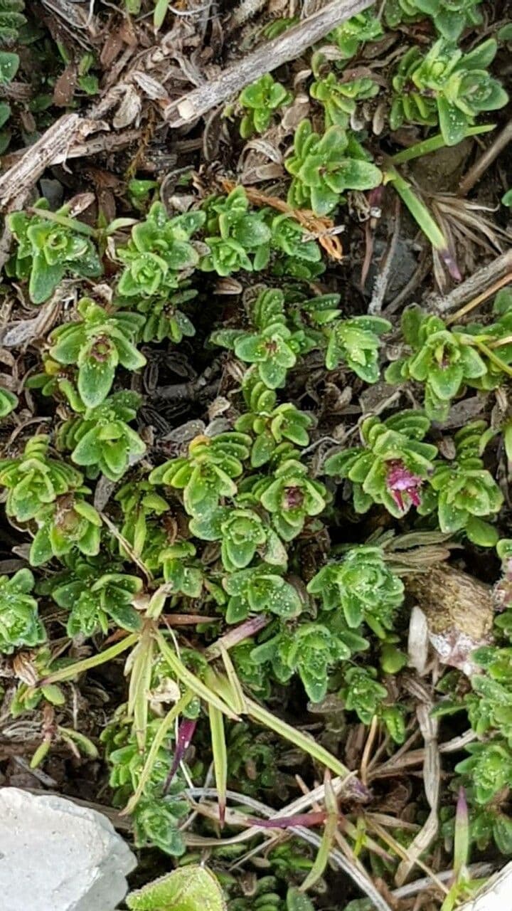 Frühblühender Thymian 14