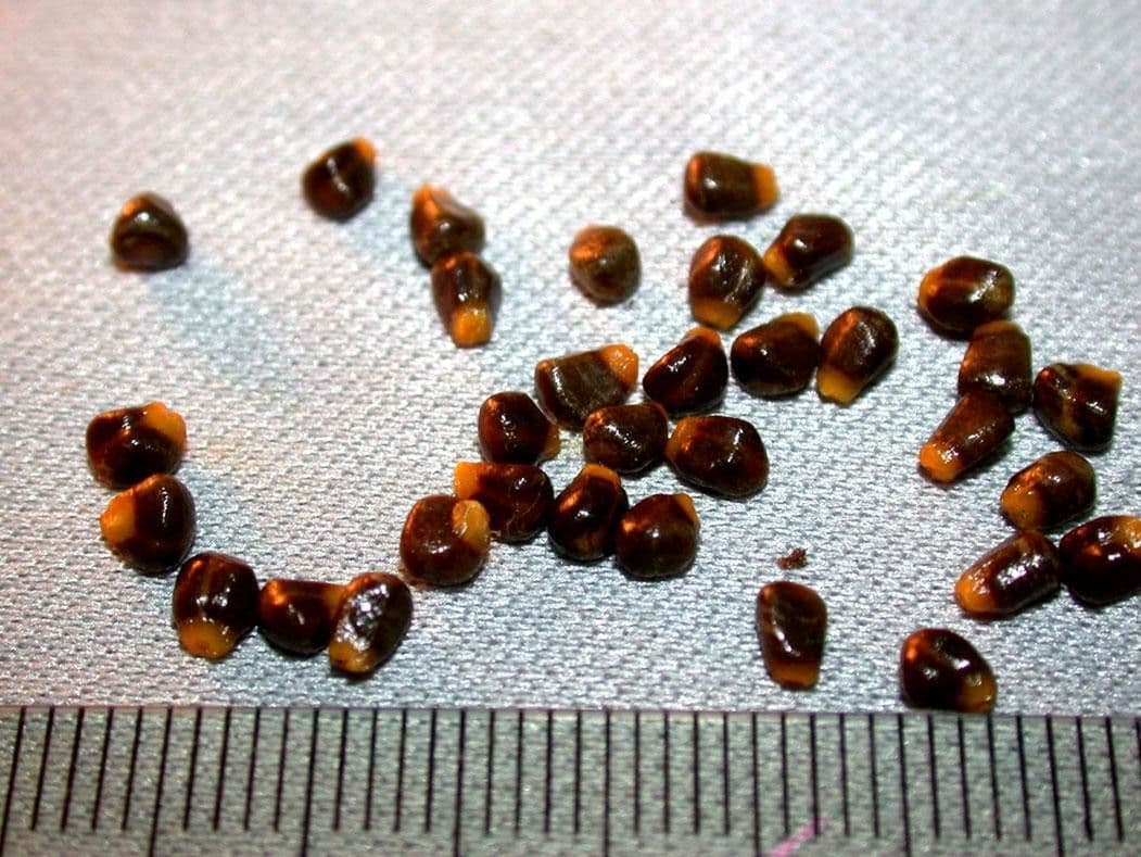 Renealmia 23