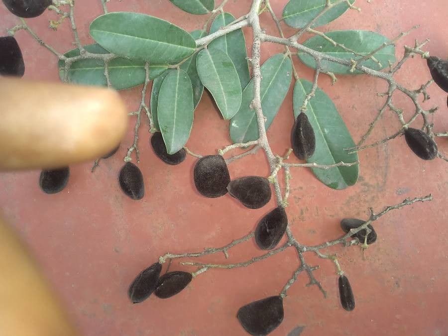 Dialium guineense 2