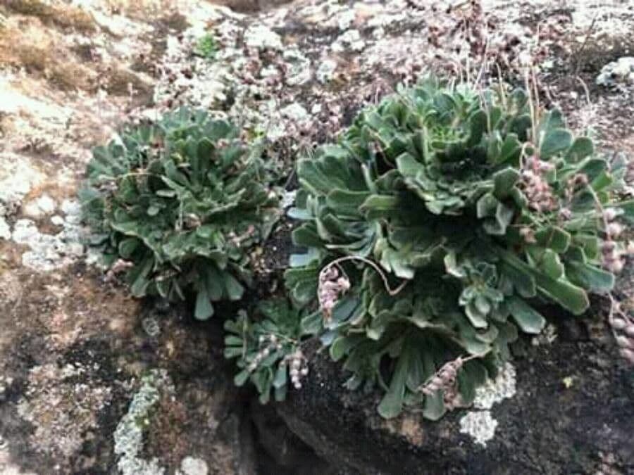 Dudleja 6
