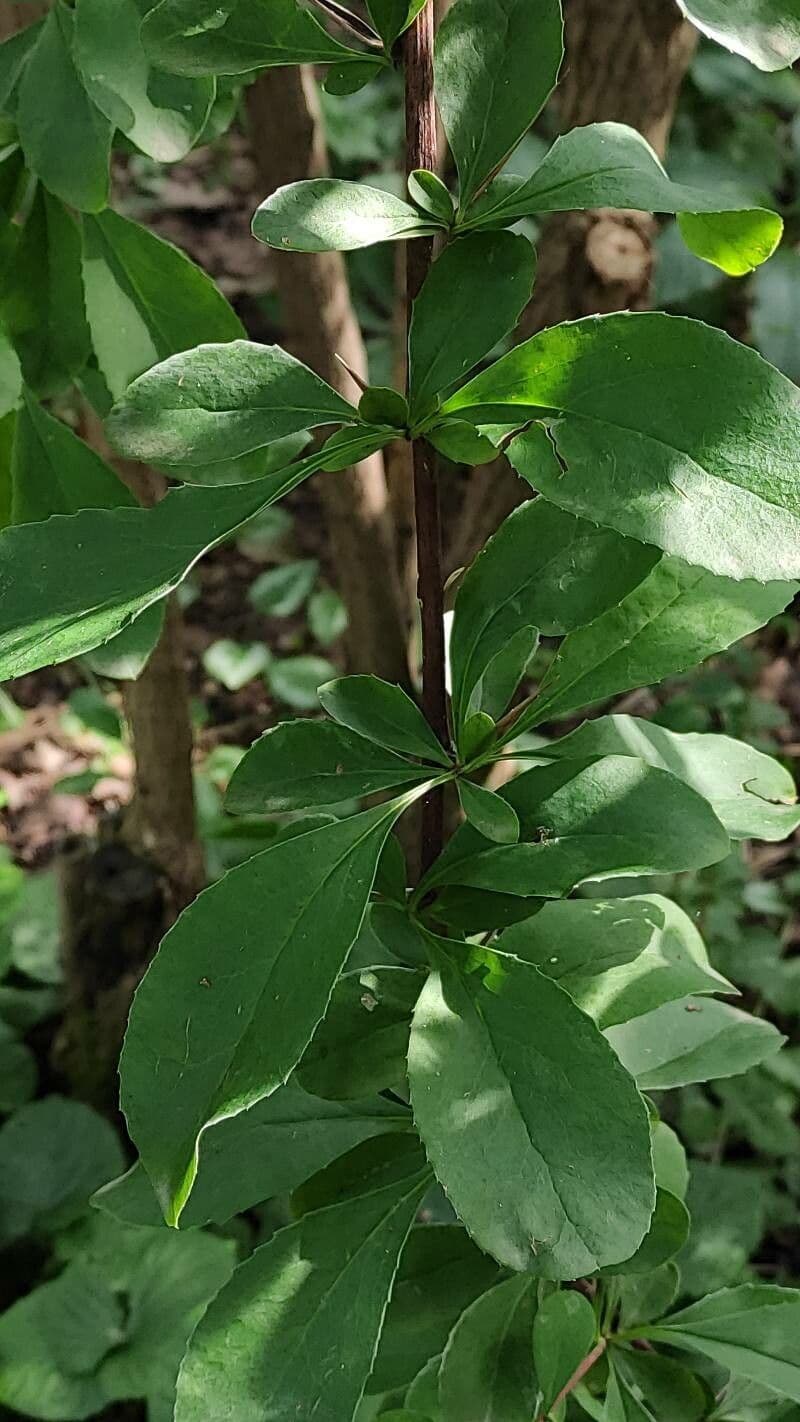Agracejo 9