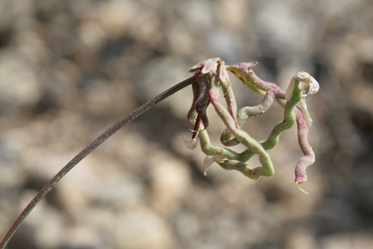 Hippocrepis 3