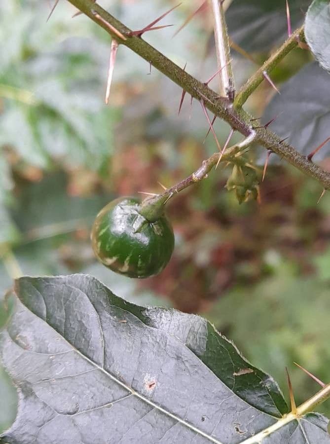 Psian palinacanthum
