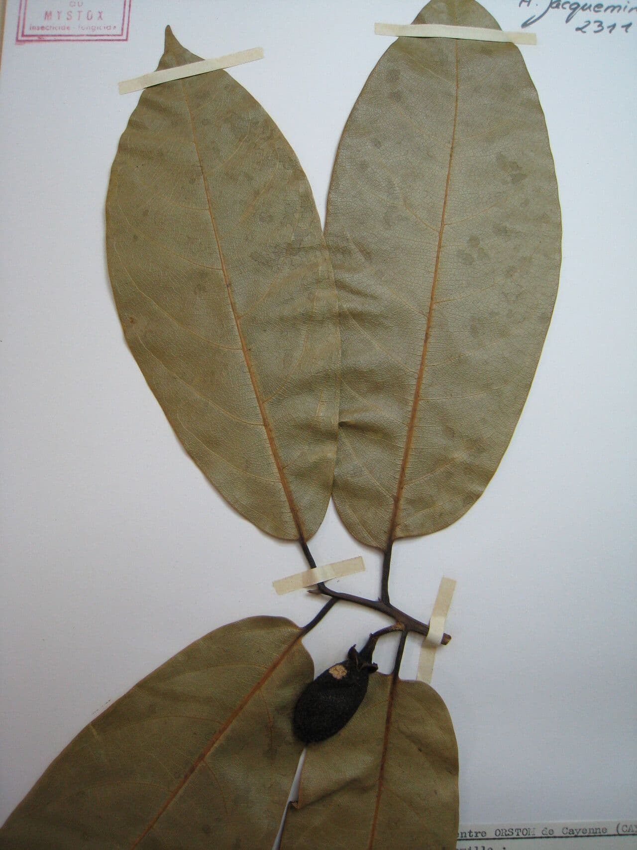 Ocotea 3