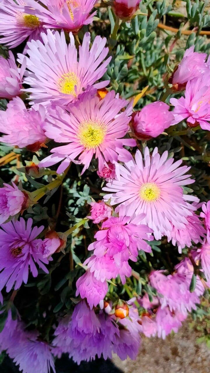 Lampranthus 3