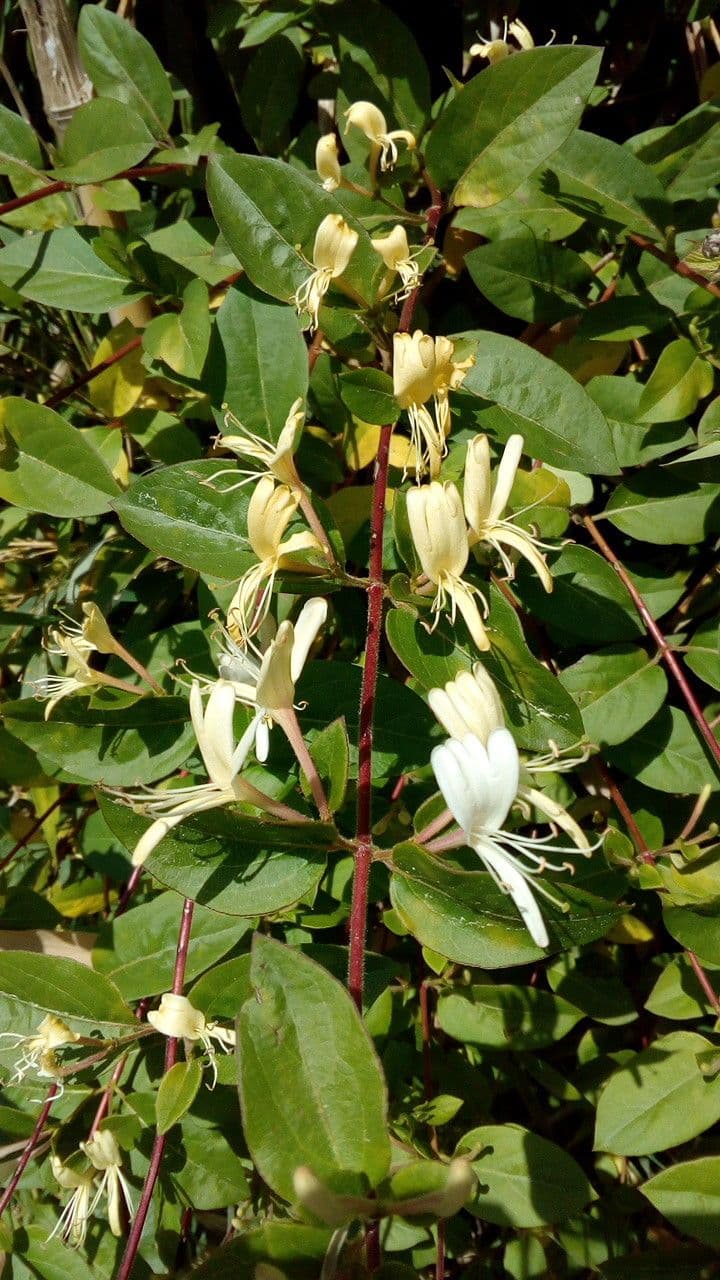 Caprifoglio giapponese 26