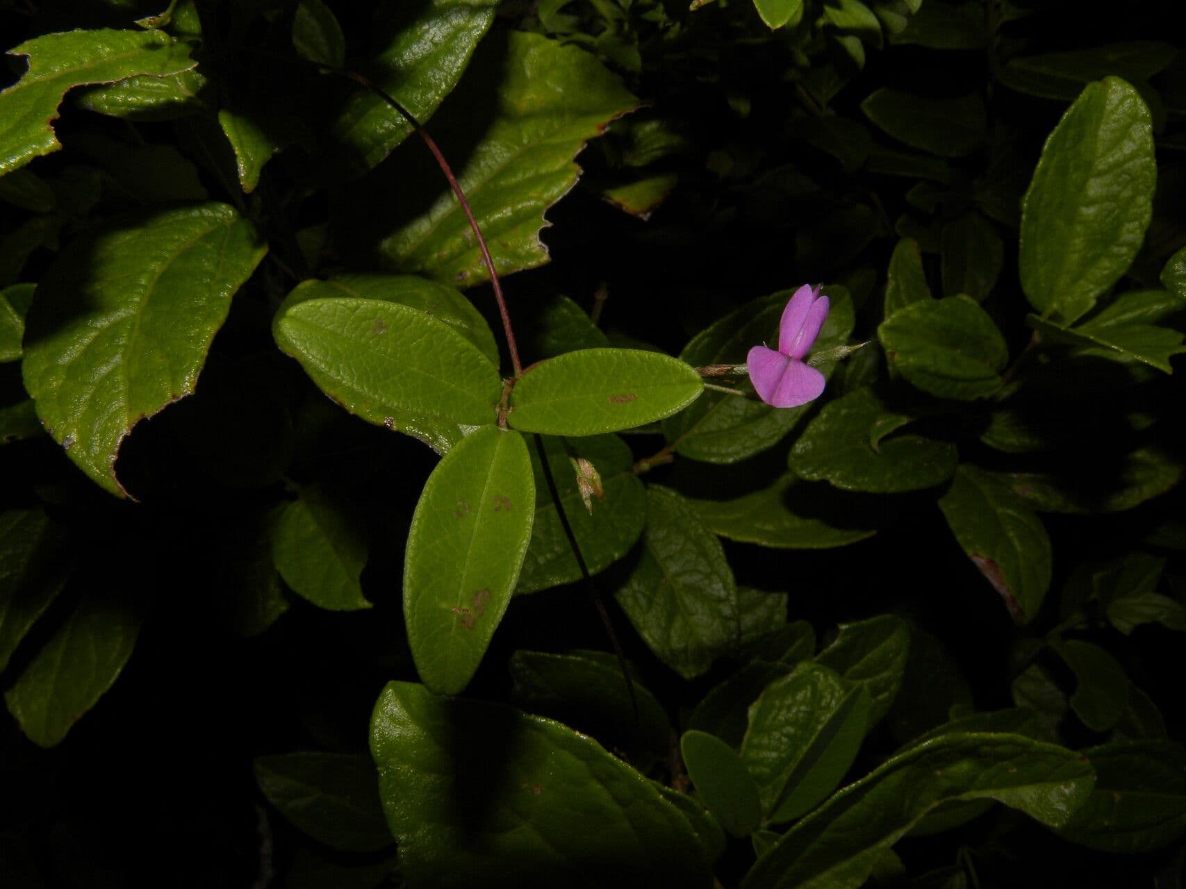 Galactia striata 12