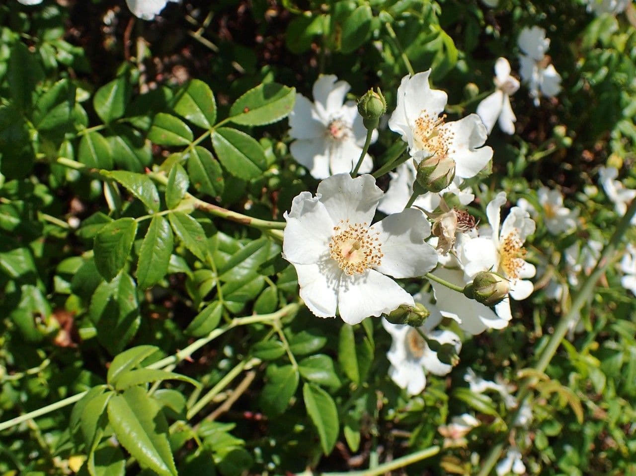 Immergrüne Rose 13
