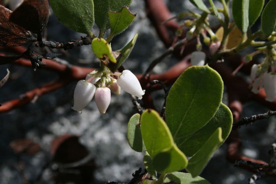 Arctostaphylos mewukka 4