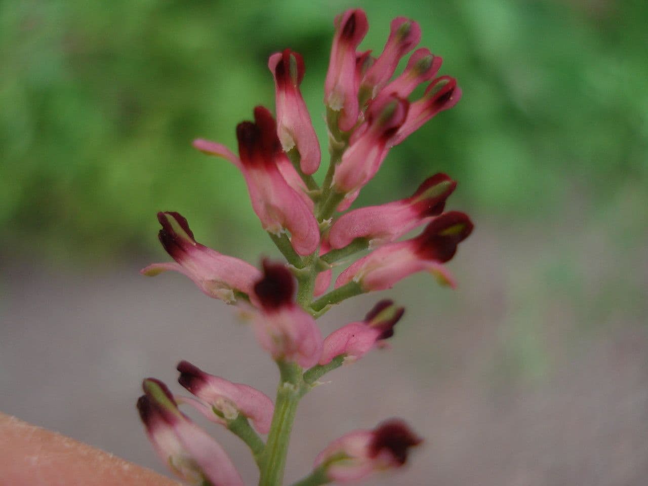 Fumaria di Schleicher 4