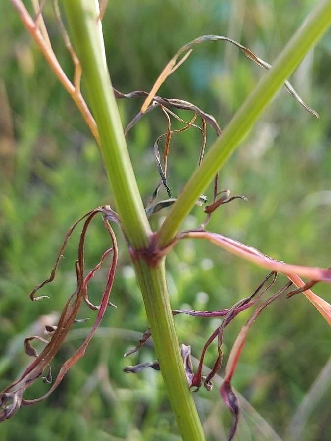 Färber-Mädchenauge 23