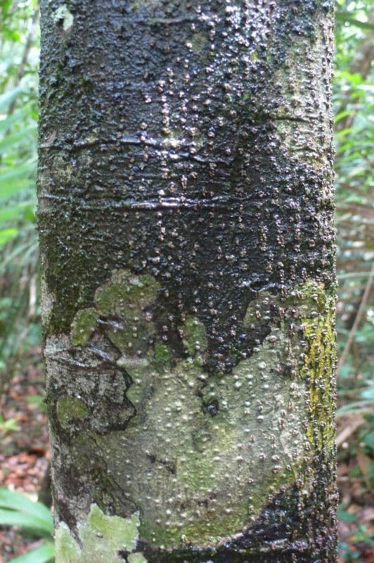 Duguetia calycina 10