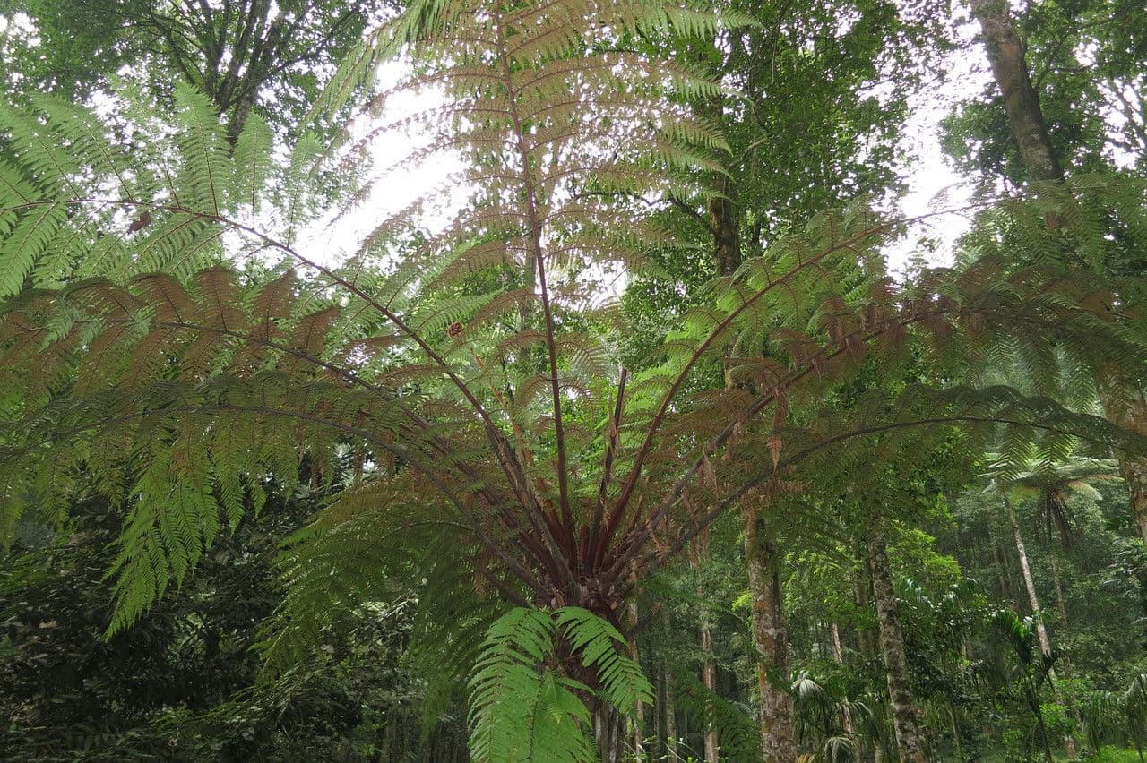 Dicksonia di Blume 2