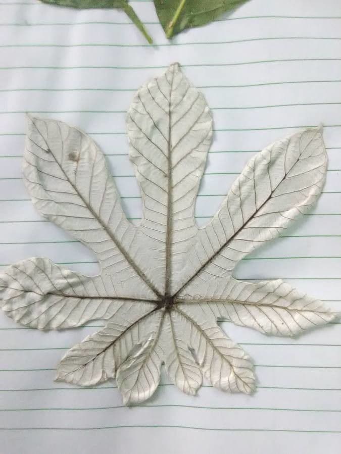 Cecropia 10
