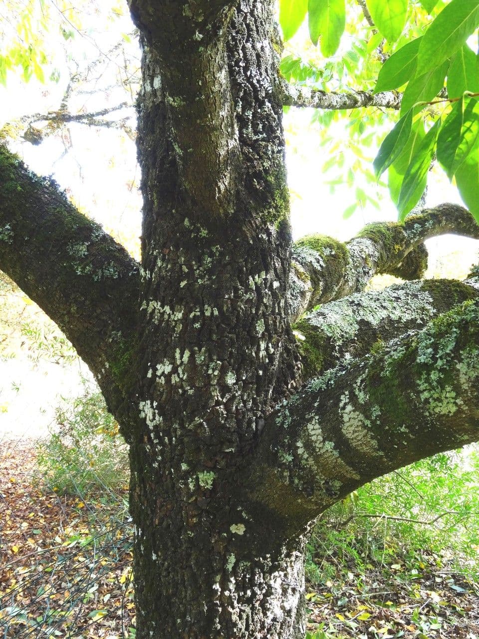 Diospyros 24