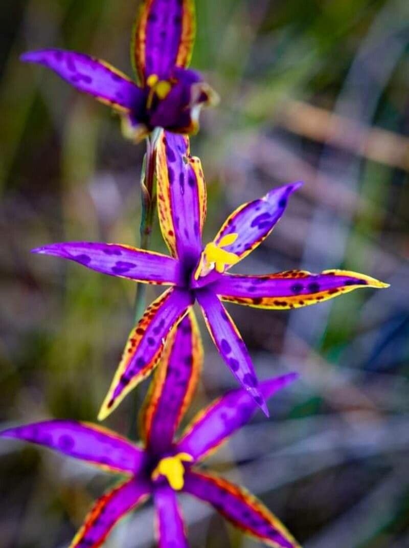 Thelymitra 2