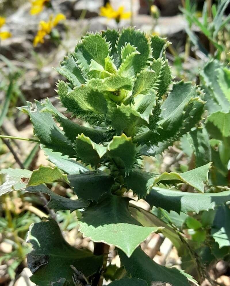 Grindelia 7