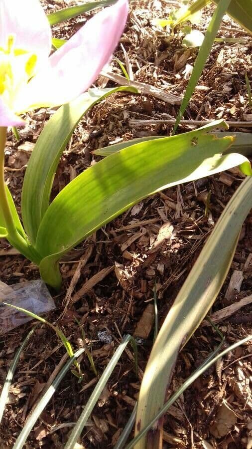 Tulipano 14