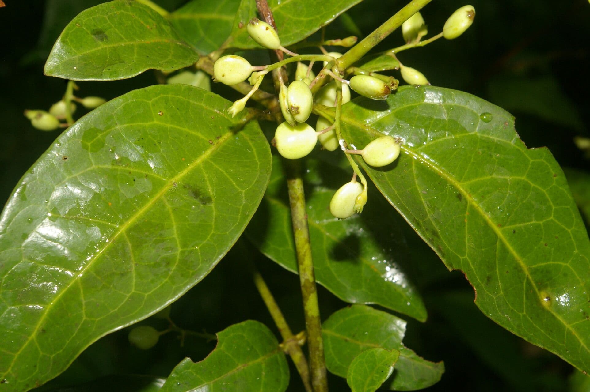 Chiococca 4