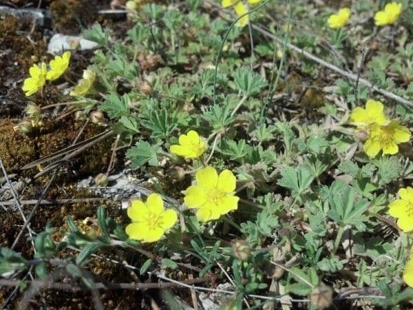 Potentilla 6